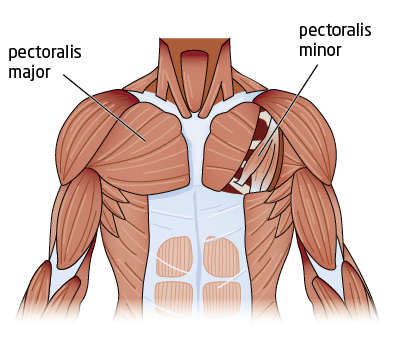 How To Work Out Pectoralis Muscle 113